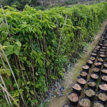 炮仗花高度80到1.2米高福建苗木基地批发
