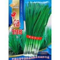 平龍中绿998韭菜种籽高产抗病冬季不休眠宽叶韭菜种孑四季