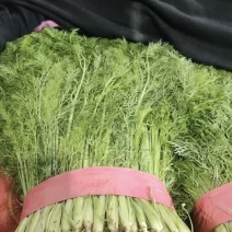 精品茴香苗，颜色好，无黄叶，货源充足，产地直销