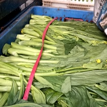 大量供应连州2号，4号菜心，