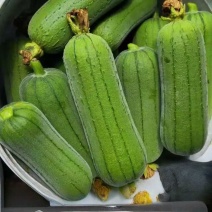 袖珍水果丝瓜种子中熟杂交短棒瓜皮翠绿光泽度好口感清甜