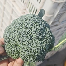 西兰花，翠绿色，耐寒浙江省杭州市萧山区甘蓝类。