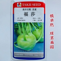 福莎苤蓝泷井交配苤蓝极早熟耐抽苔脆甜苤兰糠心晚品质好