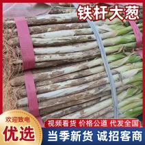 铁杆大葱/产区直发/山东铁杆大葱/当天发车