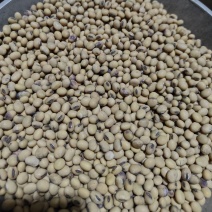 精品黄豆可做种豆可供商超