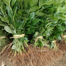 草珊瑚种苗