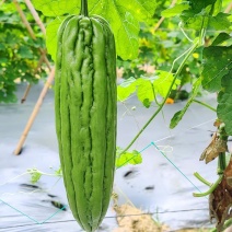 菜满田杂交中熟厚肉苦瓜种子颜色油绿略白有光泽瓜实耐裂耐
