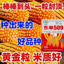 东单509，高抗高产玉米种，一手货源，原产地发货。