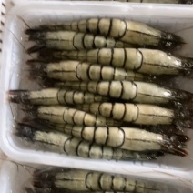 东山岛活冻黑虎虾250g/盒10-12只通货可代发