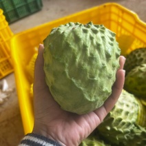 释迦果新鲜牛奶凤梨释迦水果新鲜当季进口番荔枝释迦