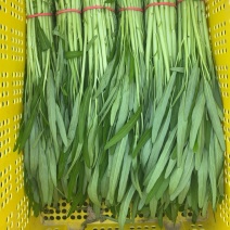 600亩空心菜.柳叶半青白（用大棚种植）