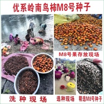 岭南鸟柿M8号种子柿子嫁接专用砧木种子嫁接太秋太丰等