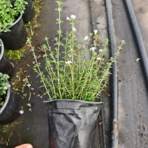 观花植物粉花六月雪1加仑，基地有量，欢迎来一亩田订购。