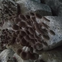 秀珍菇菌种供应秀珍菇母种原种栽培种出菇菌包