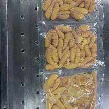 鲈鱼籽上市了