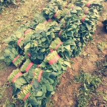 菠菜打捆装包都有菠菜大叶菠菜基地直发量大价优欢迎联系