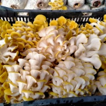 今年新货鸡油菌