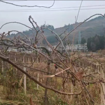大量土地，可做果园，农场，种姜等用地