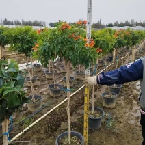 橙钟花棒棒糖高120-130公分花境苗木基地
