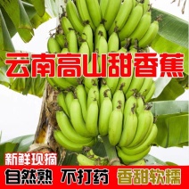 包邮【甜糯香蕉】云南香蕉当季新鲜水果薄皮一整箱