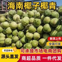 琼海市椰子