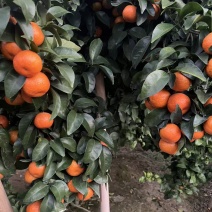 正宗：广西桂林：沙糖桔，沙糖桔，精品：市场货：电商货