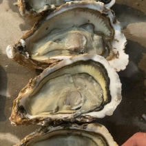 全规格有货正宗乳山生蚝鲜活发货品质保障对接全国市场