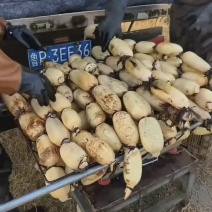 白莲藕，产地直发，大量有货，欢迎各位老板咨询采购