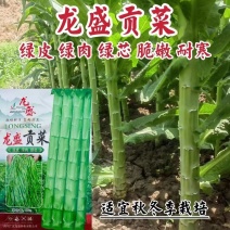 龙盛贡菜种子云贵川皖特色蔬菜绿皮绿肉脆嫩特长贡菜种籽莴笋