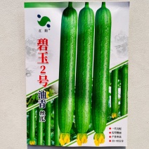 碧玉2号油青丝瓜种子瓜条顺直结果多早熟一代杂交丝瓜种子