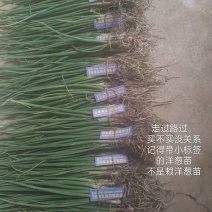 优质洋葱苗20-30cm大小均匀优质高产一手货源现挖现发