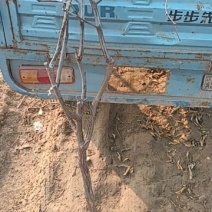 沾化冬枣树苗