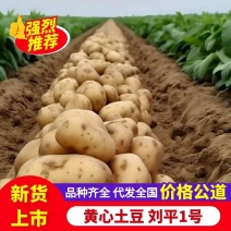 精选黄心土豆沃土、实验一号、刘平一号供应市场电商工厂
