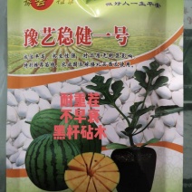 豫艺稳健一号西瓜砧木后期耐热膨瓜速度快共生性强