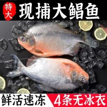 【包邮】大鲳鱼新鲜红鲳鱼鲜活整箱批发冷冻鱼冰鲜大号鱼