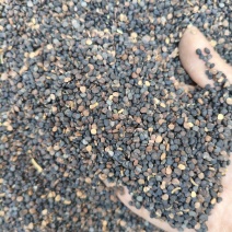 曼陀罗子
