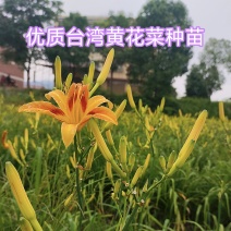 早熟台湾黄花菜种苗台东6号包邮，黄花菜优质种苗