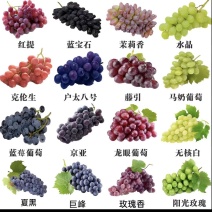带营养盆葡萄树