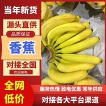 香蕉特价香蕉，常年供应，大量现货，无花皮无硬无口感软糯甜