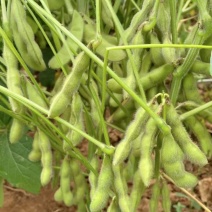 苏奎1号毛豆种子大荚四季青黄豆鲜食早熟高产易种菜毛豆蔬菜