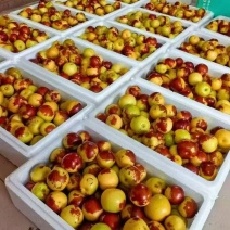 枣树苗，冰糖脆枣，蟠枣，冬枣，油蟠枣