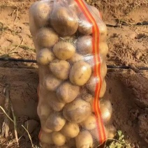 精品黄心土豆大量接单产地直发量大从优欢迎来电