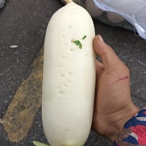 新鲜白萝卜