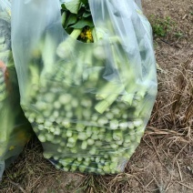 宁夏甜菜心，大量现货