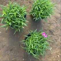欧石竹基地耐践踏园林绿化工程苗庭院栽植花期长