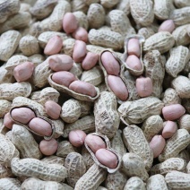 郑农花19号薄皮花生种子耐重茬抗病高产油食两用型花生