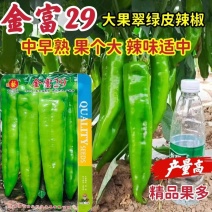 大果牛角椒种子耐热耐湿高产肉厚尖椒大果牛角椒种籽大田种