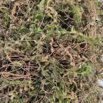 狐尾藻凤凰草聚藻