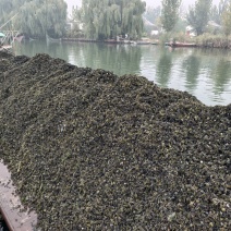 菹草苗菹草籽麦黄草