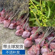 木姜子树苗山胡椒花椒苗当年结果野花椒香料带土球发货买多优